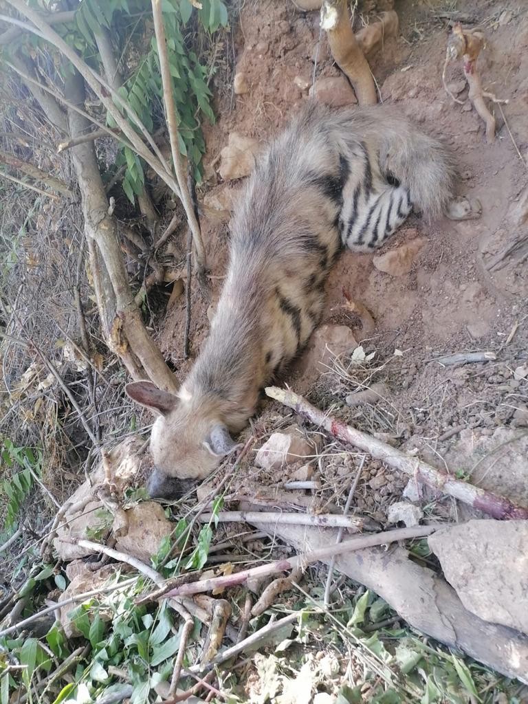 Nesli tükenme tehlikesi olan çizgili sırtlan bulundu