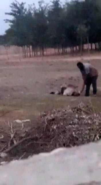 Şanlıurfa’da dehşete düşüren görüntü