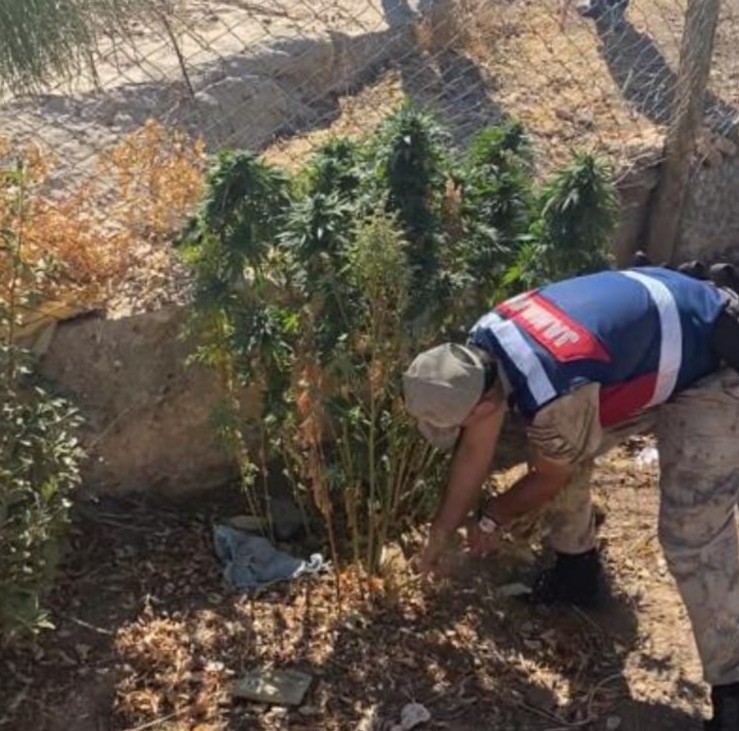 Şanlıurfa’da kenevir bitkisi ile tüfek ele geçirildi
