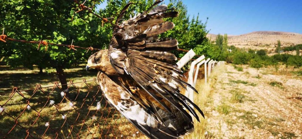 Tele takılan şahini itfaiye ekipleri kurtarıldı