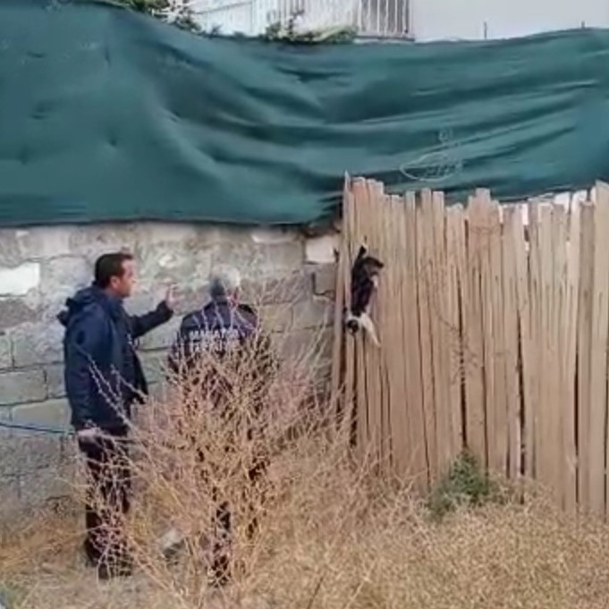 Yer çekimine karşı koyan kedi