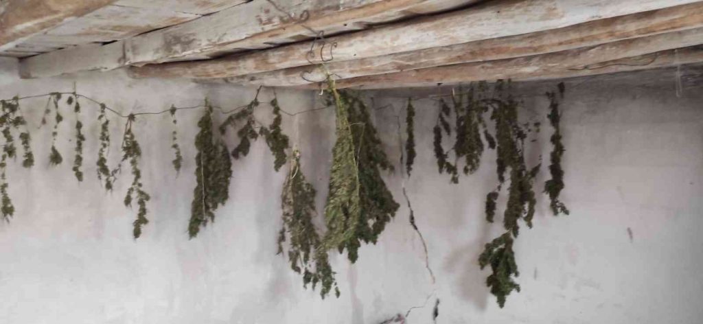 Çiftlik evinde Hint kenevirini çamaşır asar gibi asarak kurutan zanlılar suçüstü yakalandı