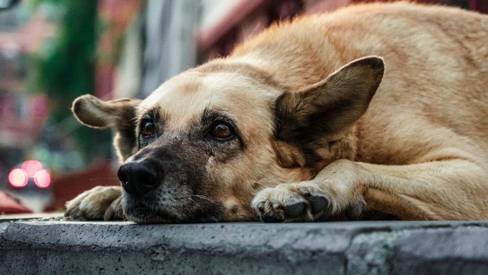 Ankara’da Sokak Köpeklerini Zehirlediler