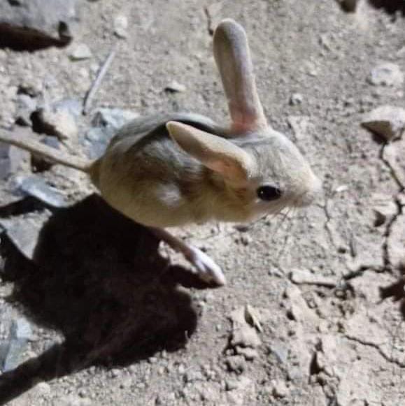 Elazığ’da Arap Tavşanı görüntülendi!